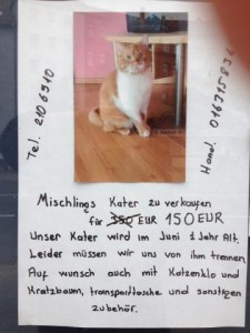 Mischlingskater zu verkaufen 2