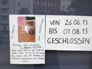 Mischlingskater zu verkaufen