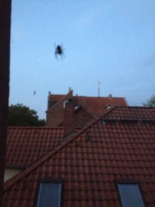 Spinne im Gegenlicht