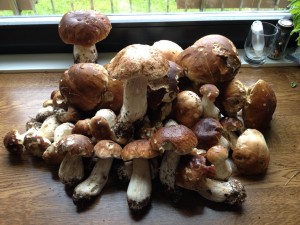 13-10-07Pilze