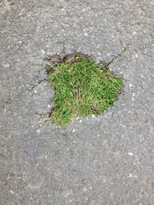 Rasenfläche