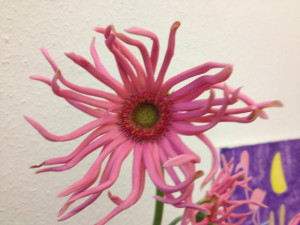 Blume von Gabi