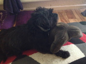 räudiger Dickie mit Walross 3