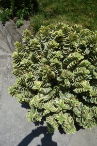 DSC02228